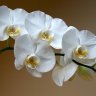 White Orcidea
