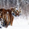 Snowtiger
