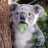 Koala_Koala