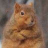 calm squirrel