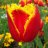 Тюльпан